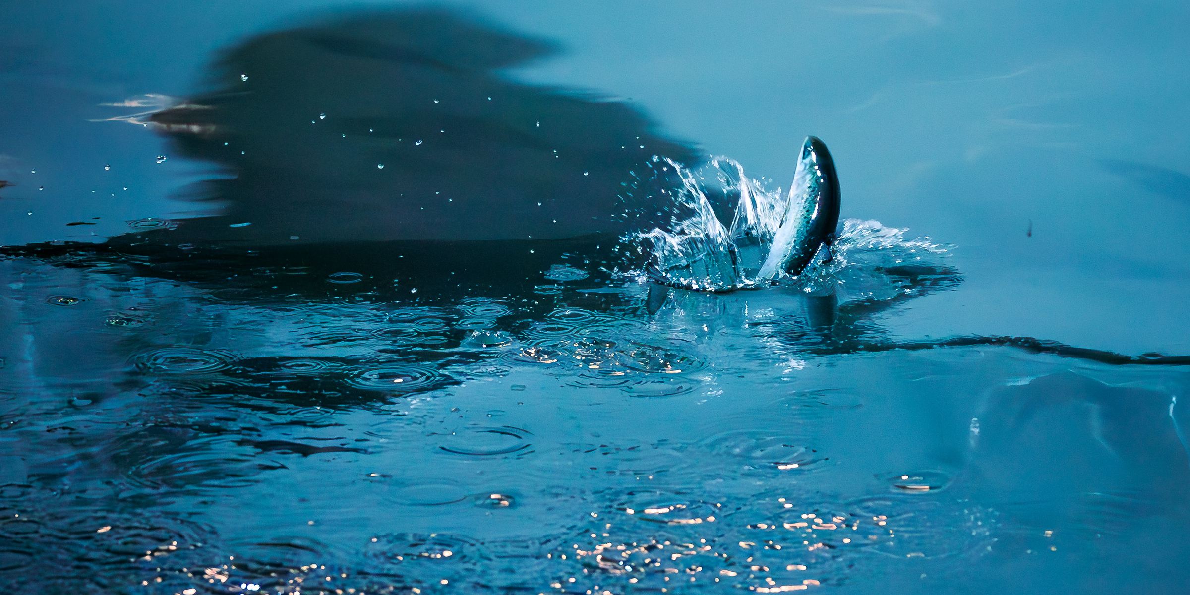 A salmon smolt jumping in an Ontec tank
